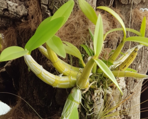 floracion-de-la-amante-de-las-hormigas