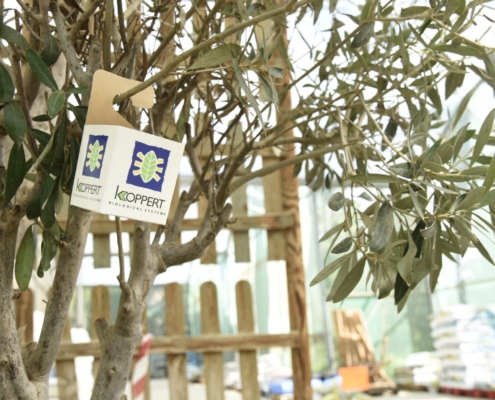 control-ecologico-de-plagas-en-arboles