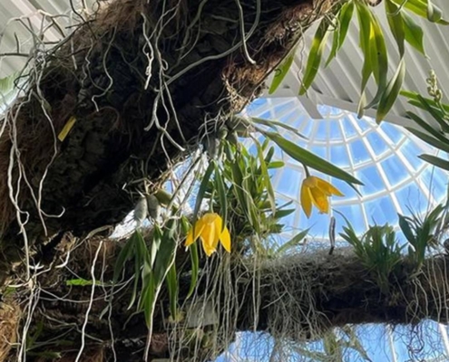 Orquidario-con-olor-a-cítricos