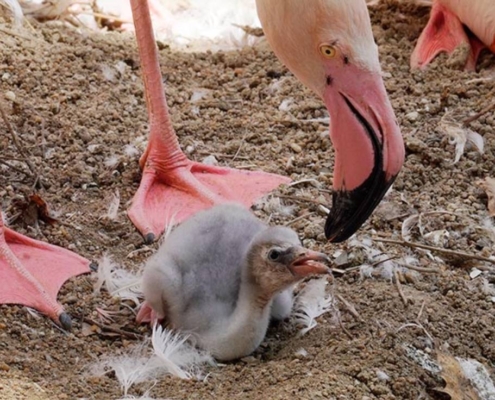 Polluelos-de-flamenco-en-Bioparc