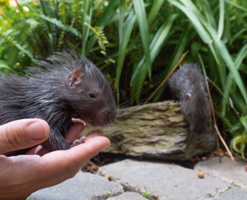 Puercoespín-africano-en-Bioparc