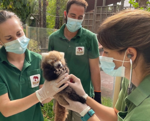 nace-una-cria-de-panda-rojo-en-selwo