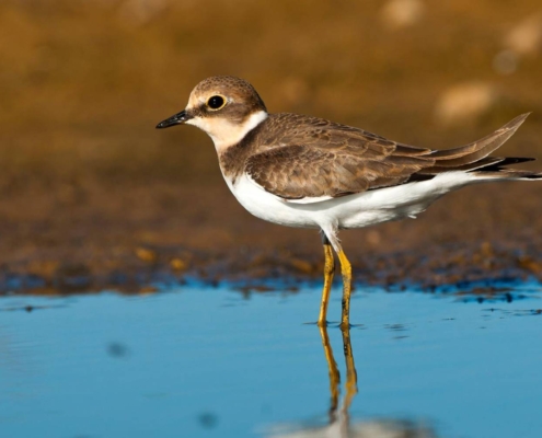 Día-de-las-Aves-Migratorias