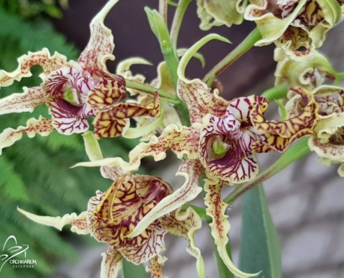 VIII-Feria-de-orquídeas