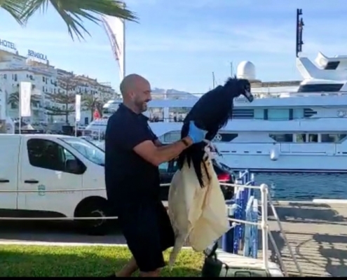 rescatado-un-buitre-que-habia-caido-al-mar